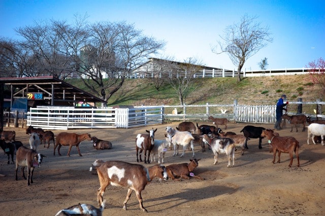 成田ゆめ牧場のヤギと羊たち
