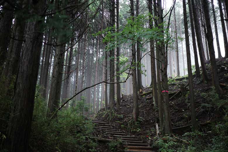 飛龍の滝から芦之湯方面への丸太階段